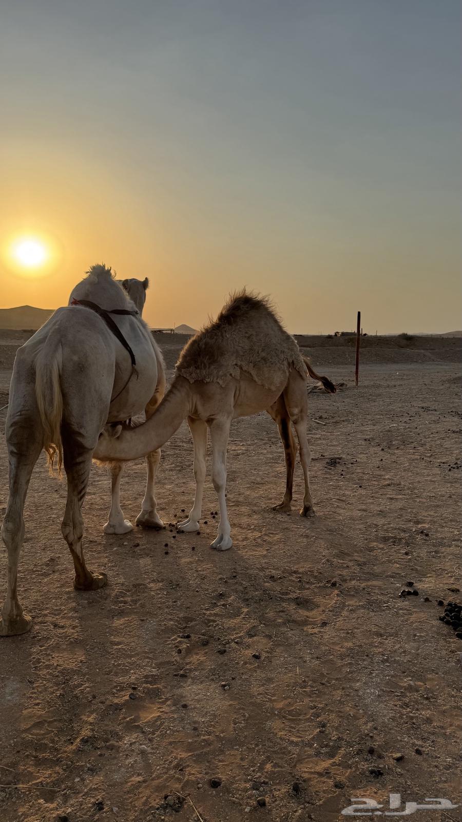 عشرا للبيع64346399218435111