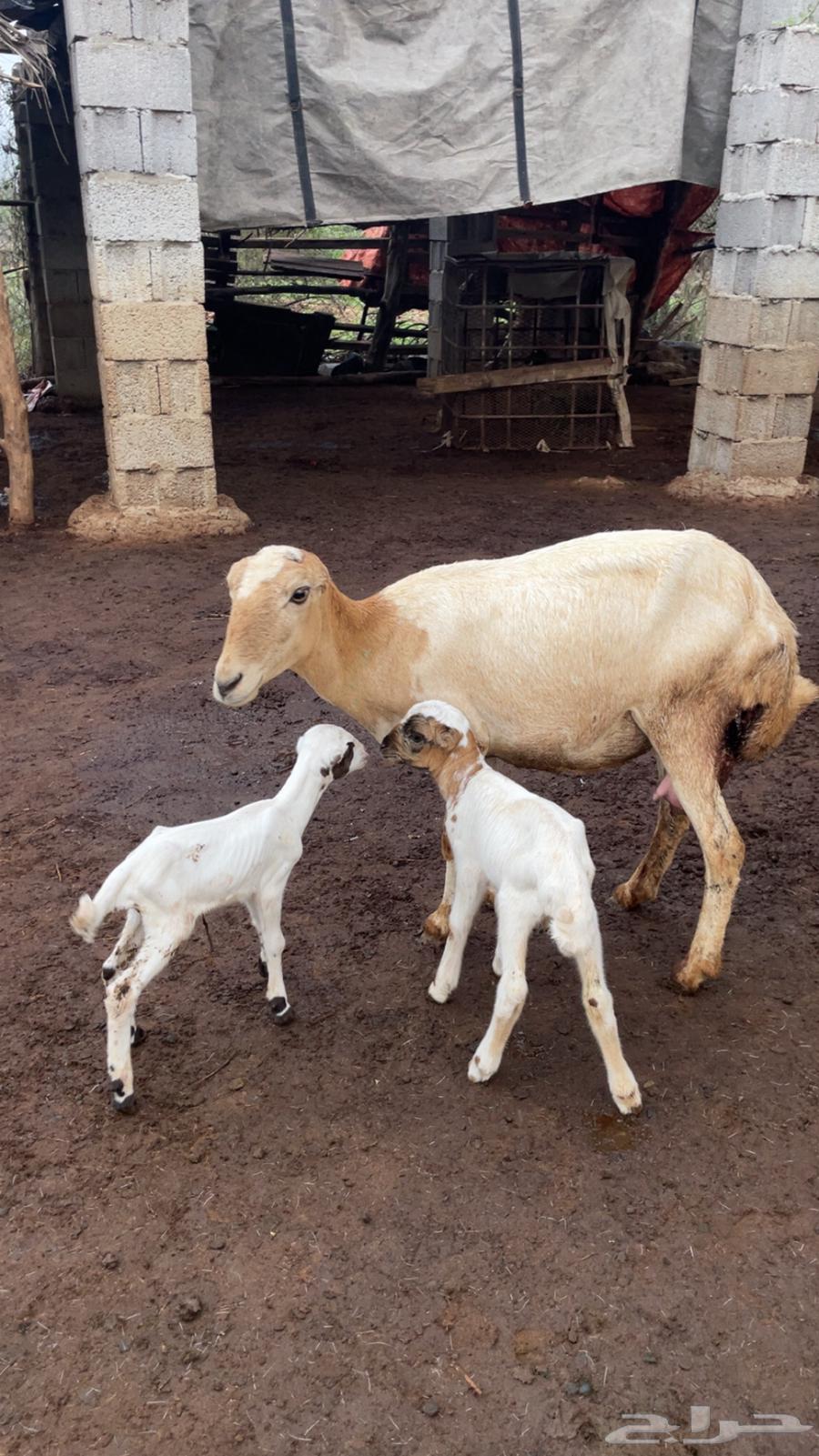 نعجه بلدي تم البيع خارج الموقع64348027076098111