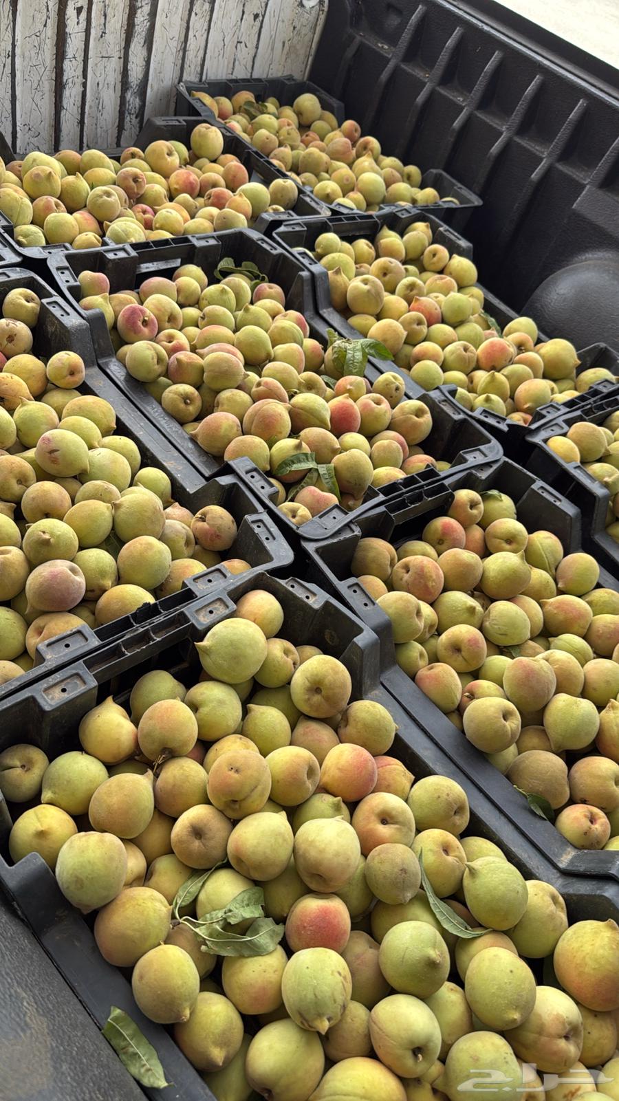 فركس للبيع64342052198529110