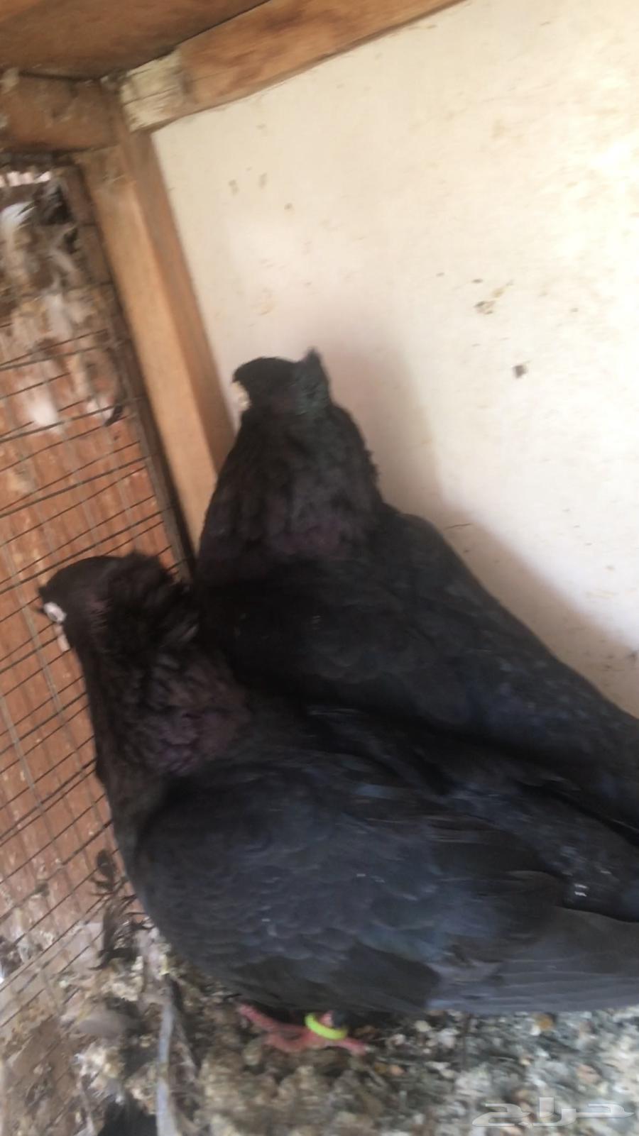 ايراني عبداني الاصول من البحرين64346163439361111