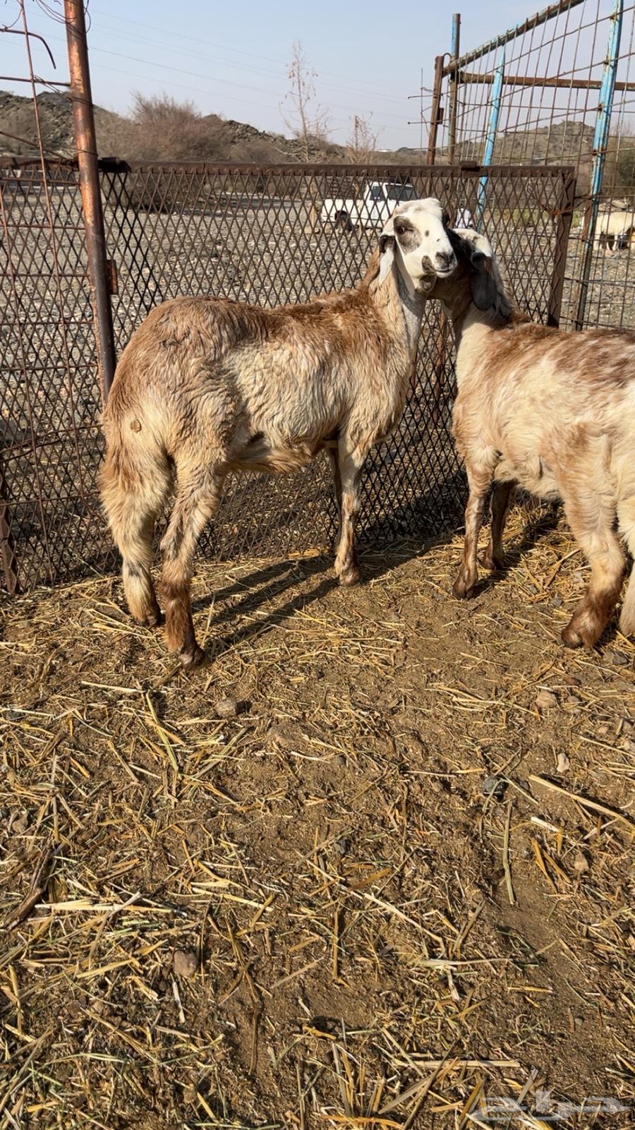 Luxury slaughter sheep with saddles on the move64343974481411111