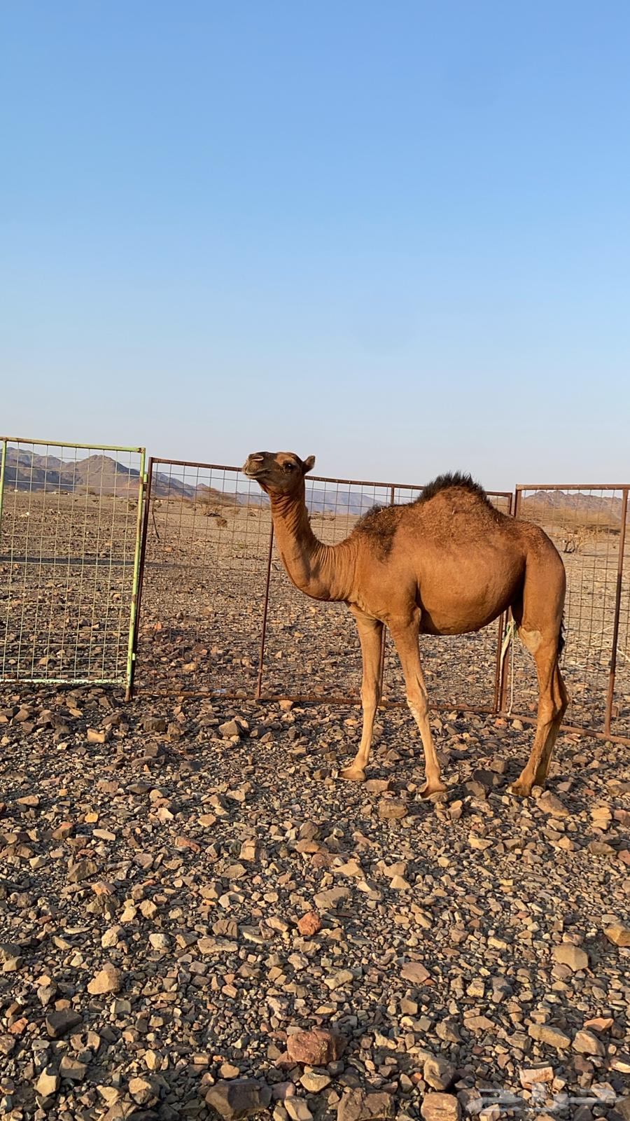 A reddish-brown she-camel, royal in color, deeply rooted and of excellent quality64345711491457110