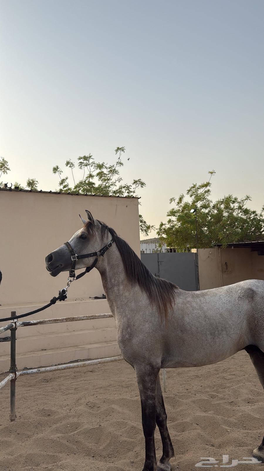 الحصان واهو للبيع ولد البطل فاليدورو64338752284163110