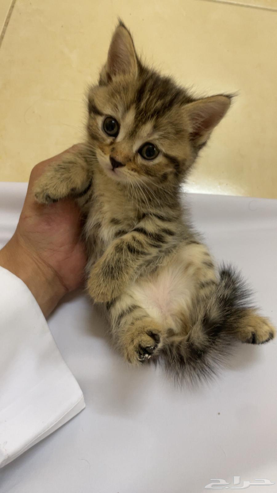 قطة للبيع64341191469570111