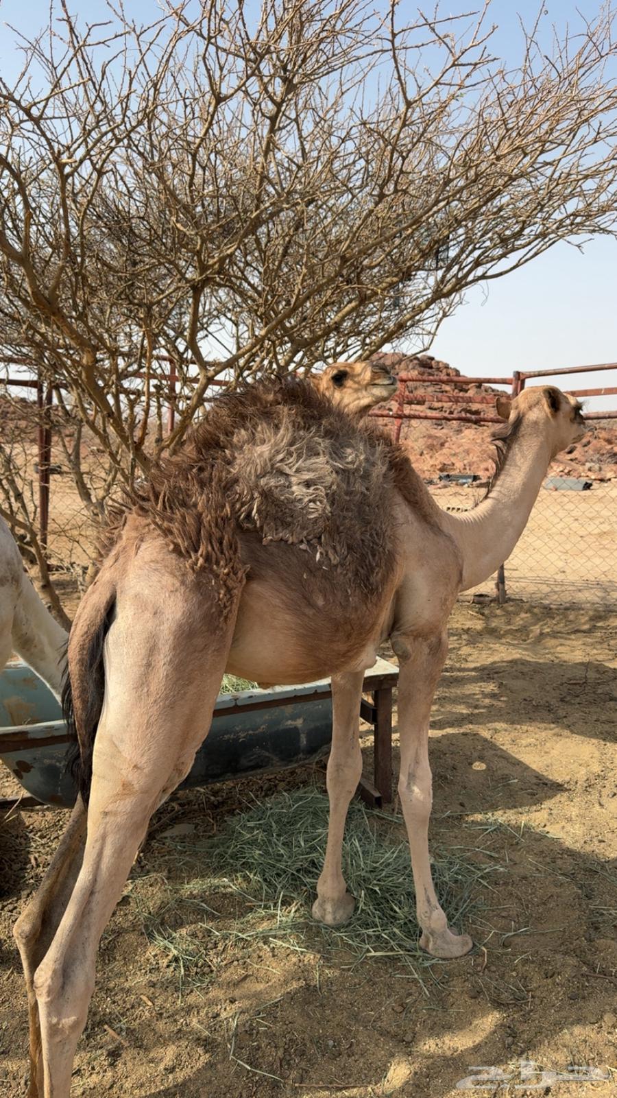 3 قعدان للبيع64341418827265112