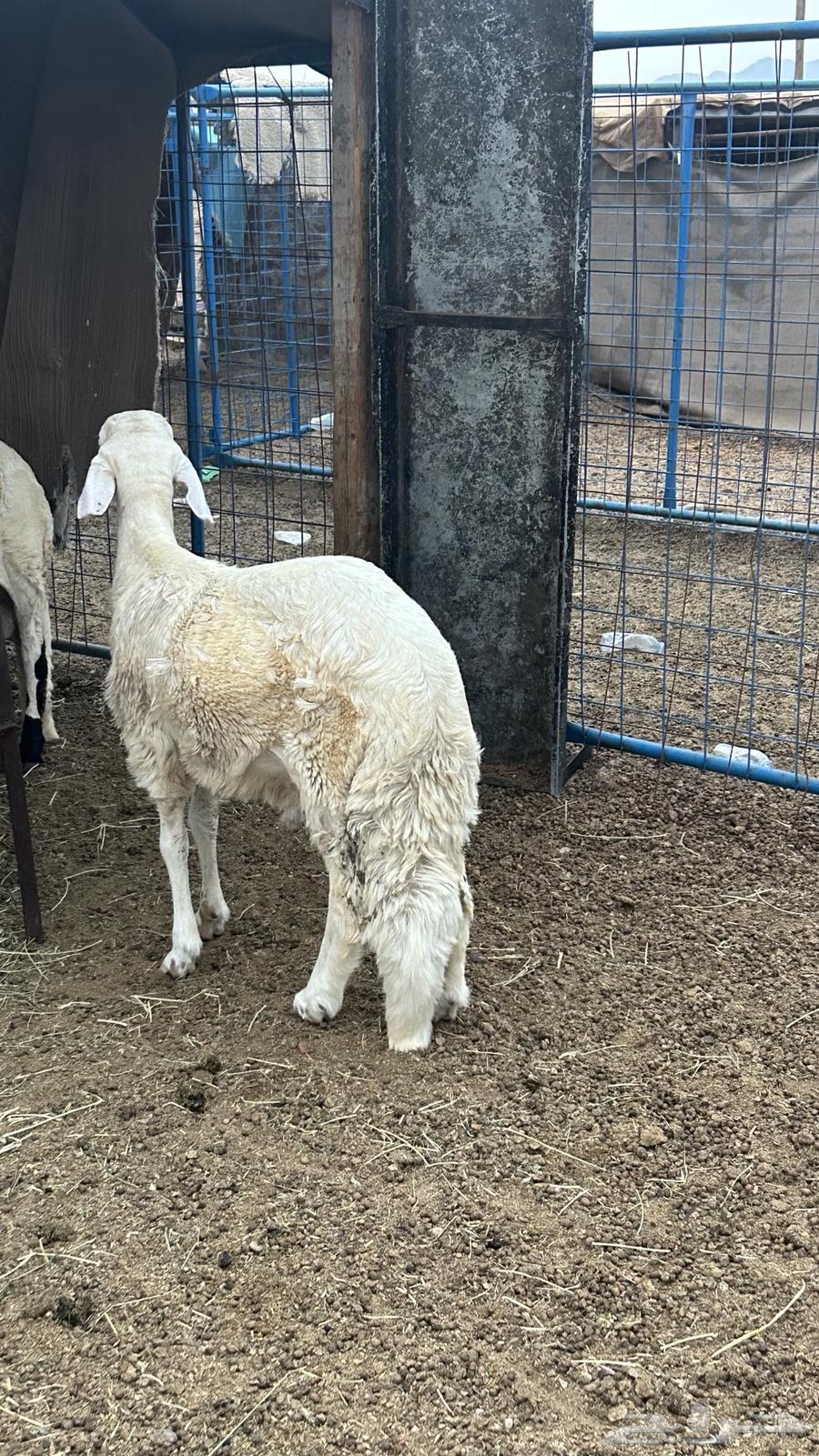 شبيه الحري64338987414275110