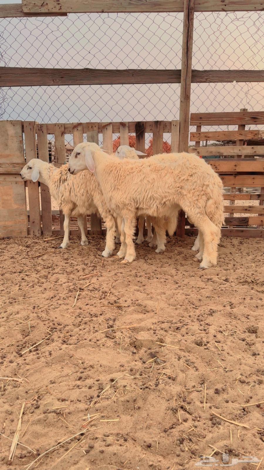 طليان مناسبات64344287284099111