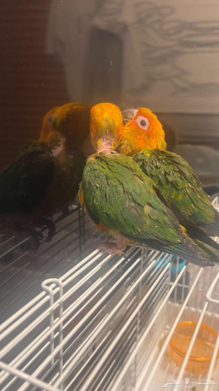 صن كنيور فروخ64348363636353114