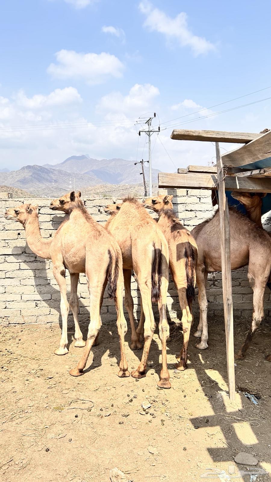 قعدان للبيع سالمه من كل شي64342156672770112