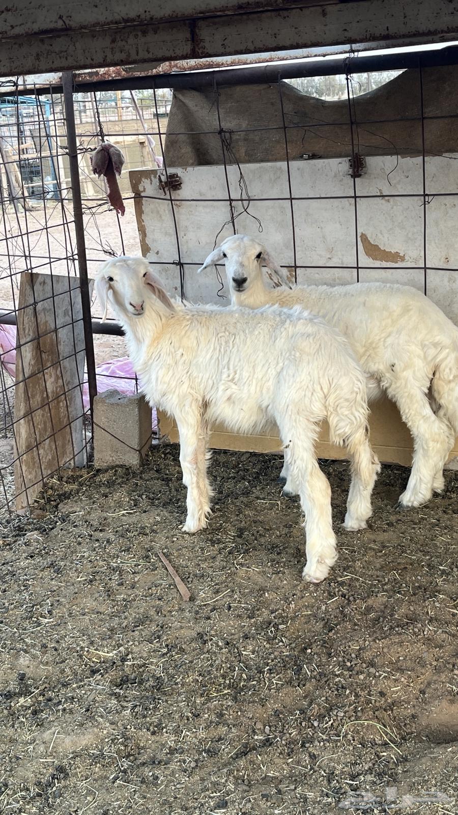 للبيع رخال جذعات64344554923139111