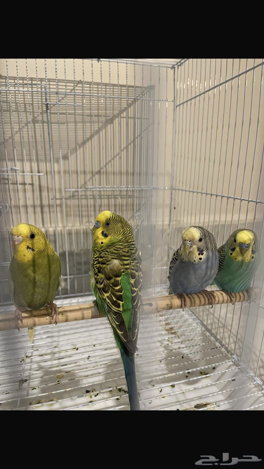 طيور حب64341946920705113