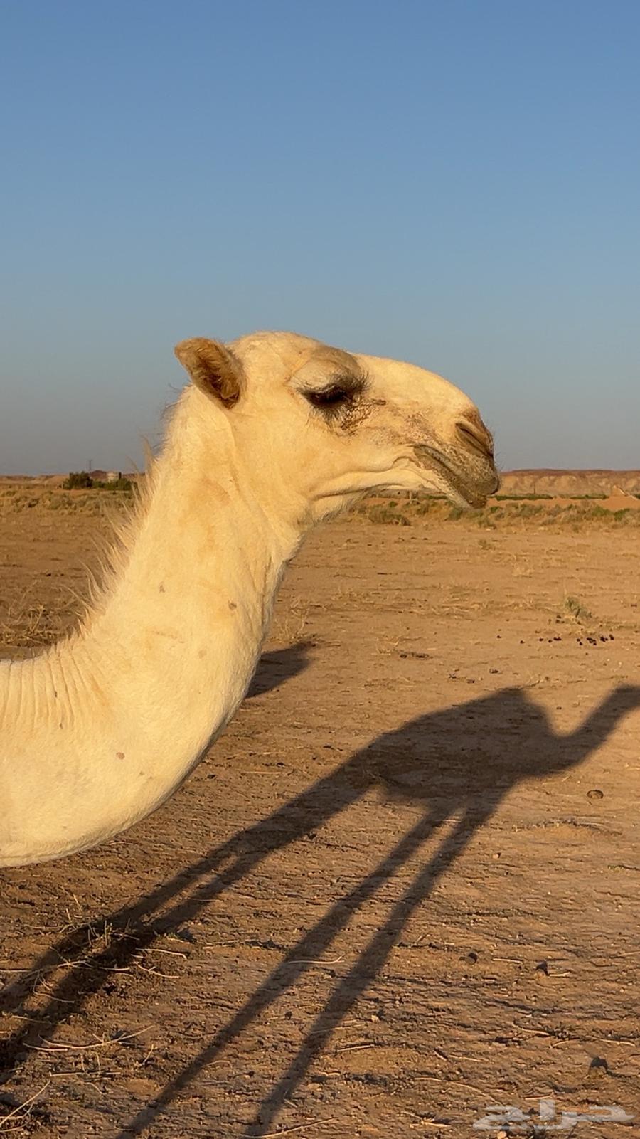 قعود باتلي عمره 6 شهور ابوه فحل طيب ومنتج64346665412865111