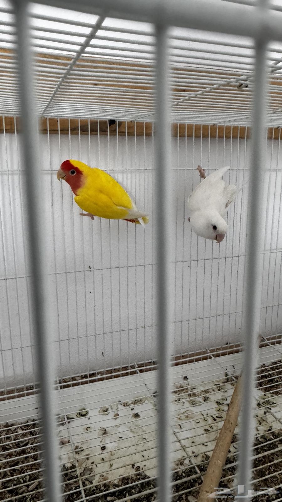 للبيع روز64340401881601110