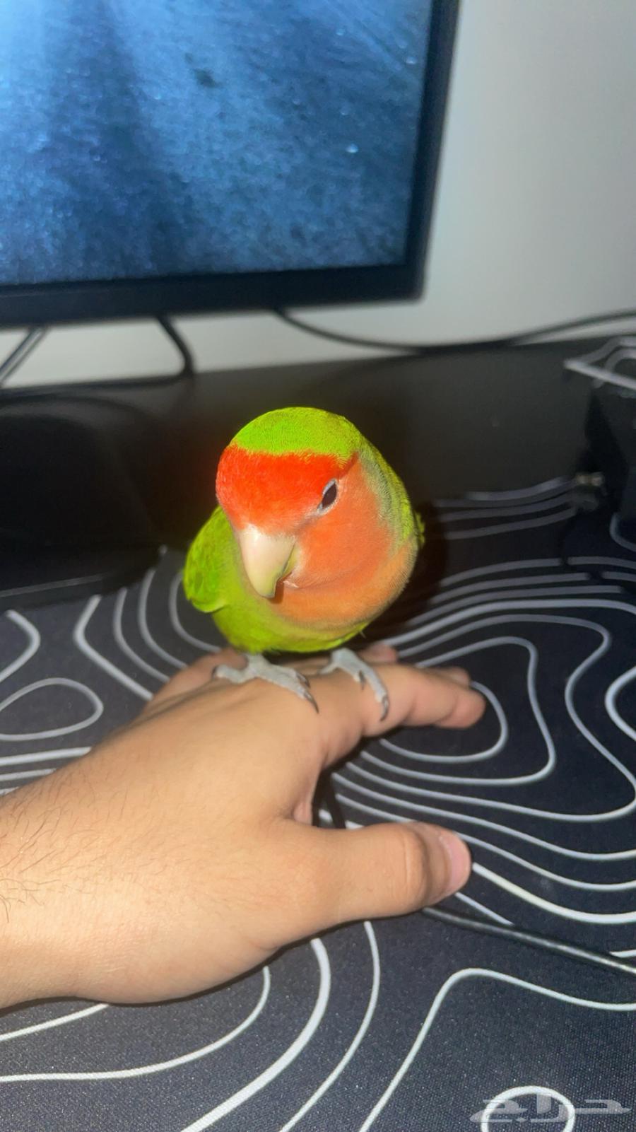 Duck bird64340523555715110