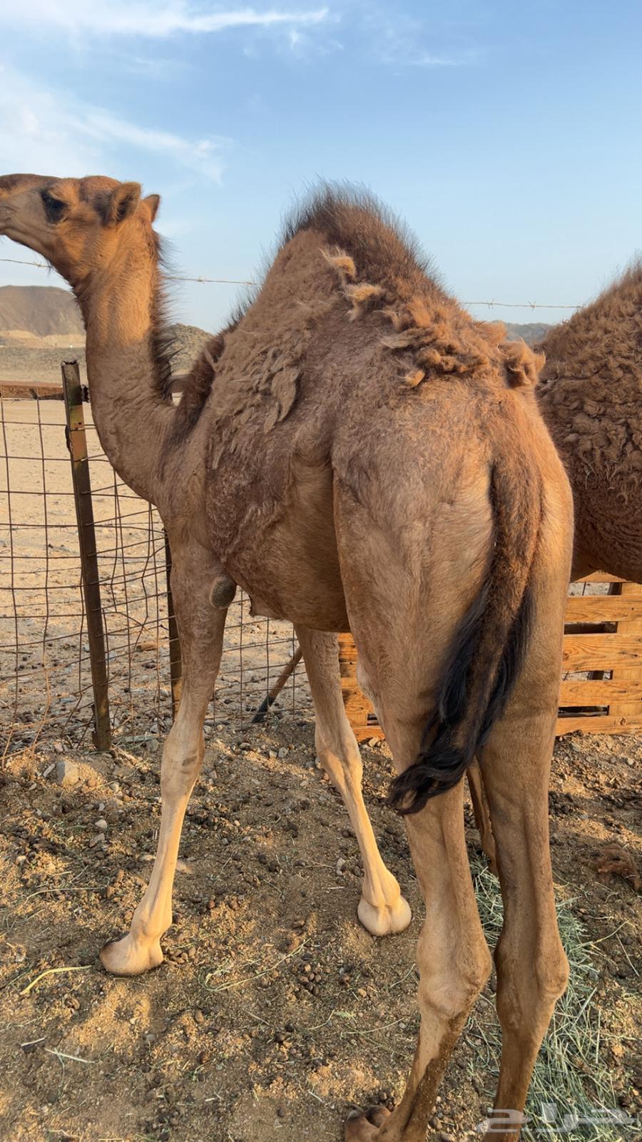 حاشي للبيع64344628450562111