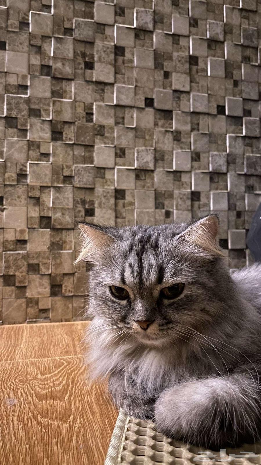 قطو للبيع64337531265283110