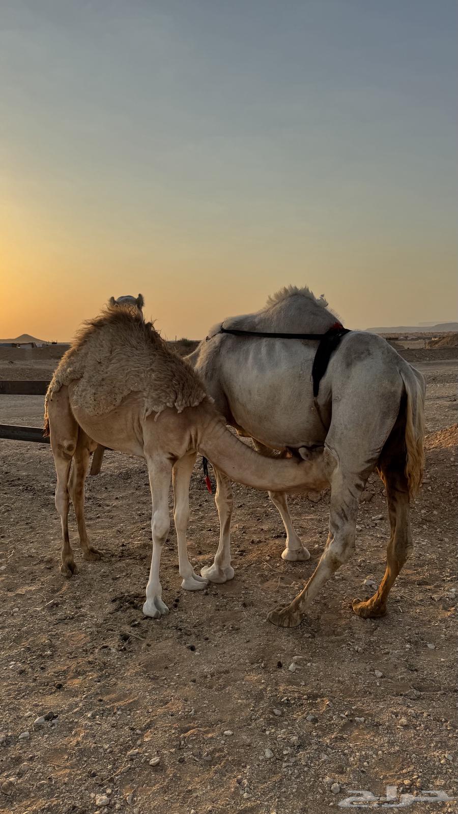 عشرا للبيع64346399218435112