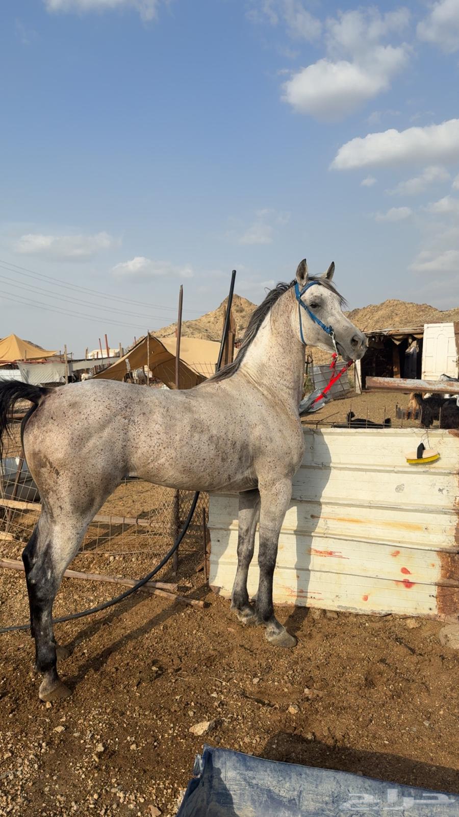 خيل شعبي للبدل او البيع64338317277059110