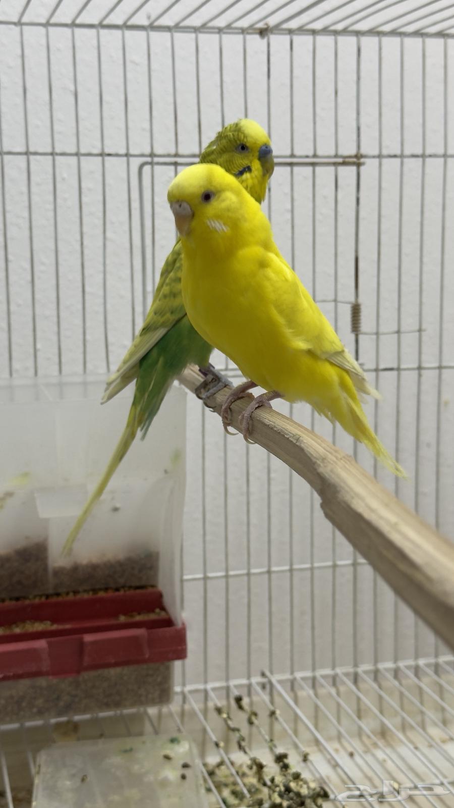 زوج بادجي منتج64341811118723110