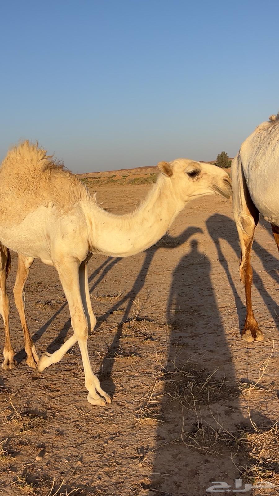 قعود باتلي عمره 6 شهور ابوه فحل طيب ومنتج64346665412865112