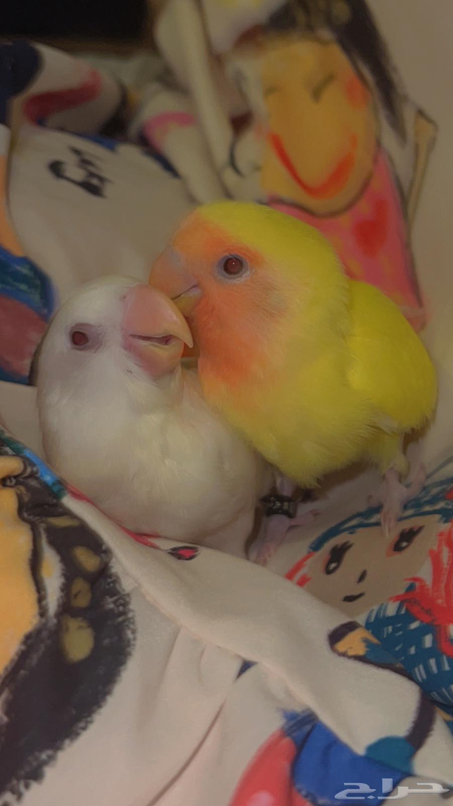 روز البينو هدد64347982593666112