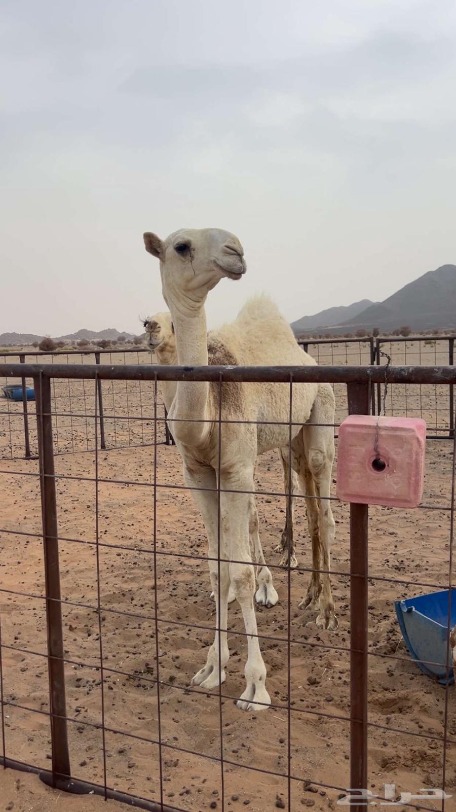 قعود عمره 6 اشهور للبيع سومه 6 الف64341267772673110