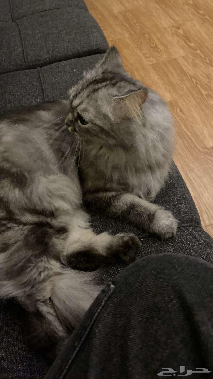 قطو للبيع64337531265283113