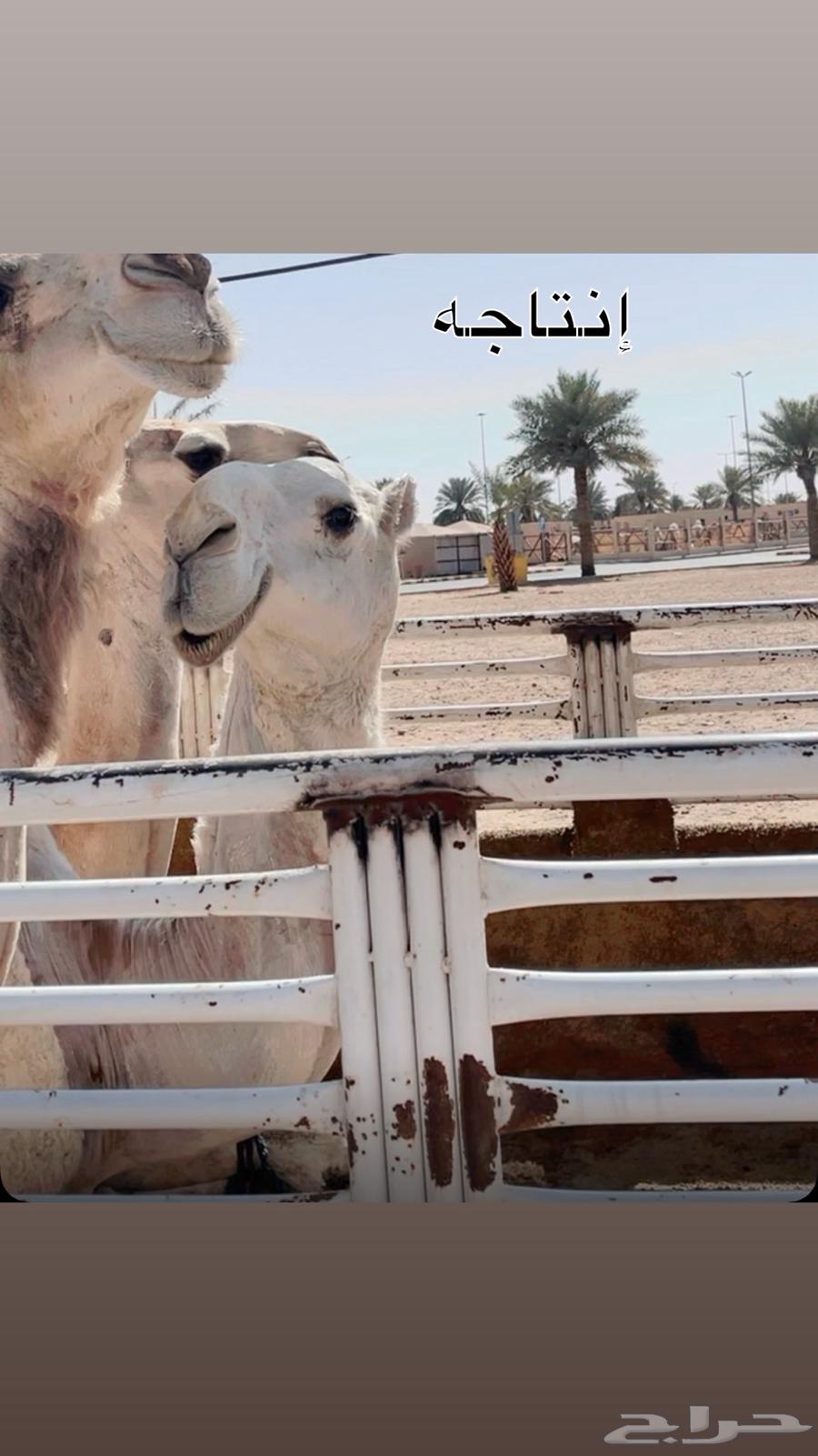 A good camel product and a condition on all the Adhareeb64348363537283112