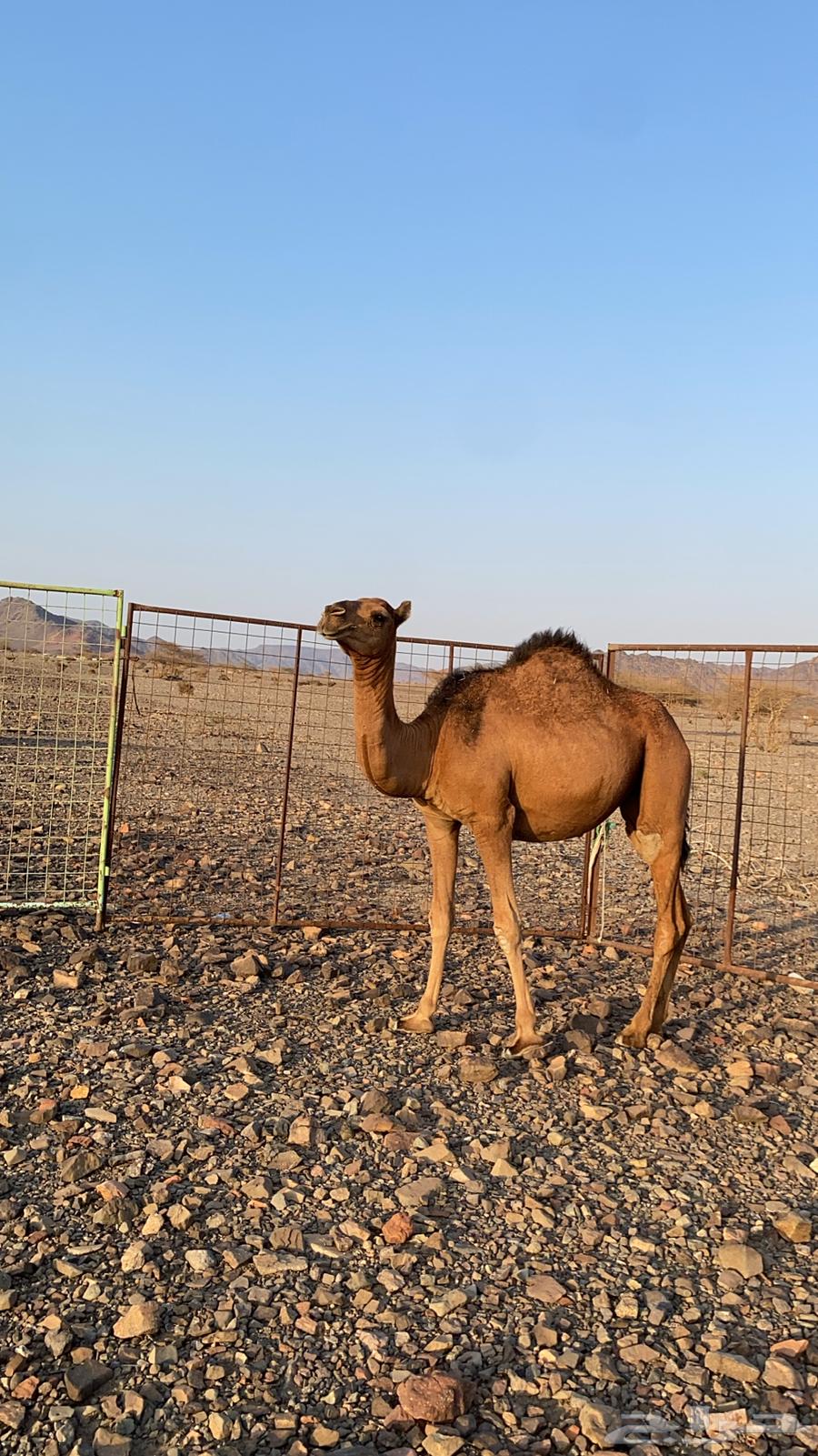 A reddish-brown she-camel, royal in color, deeply rooted and of excellent quality64345711491457111