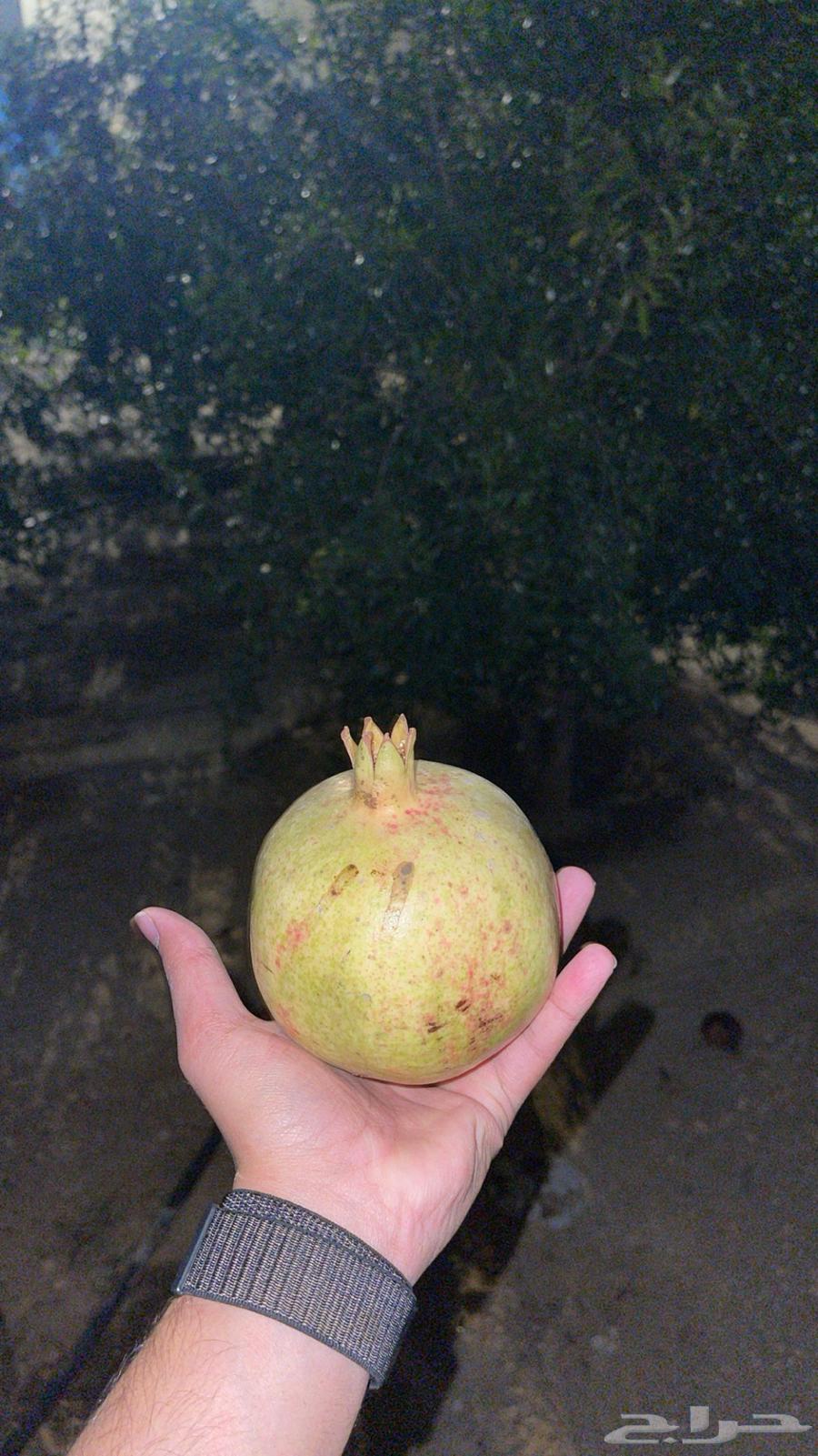 رمان للبيع64344525304066110