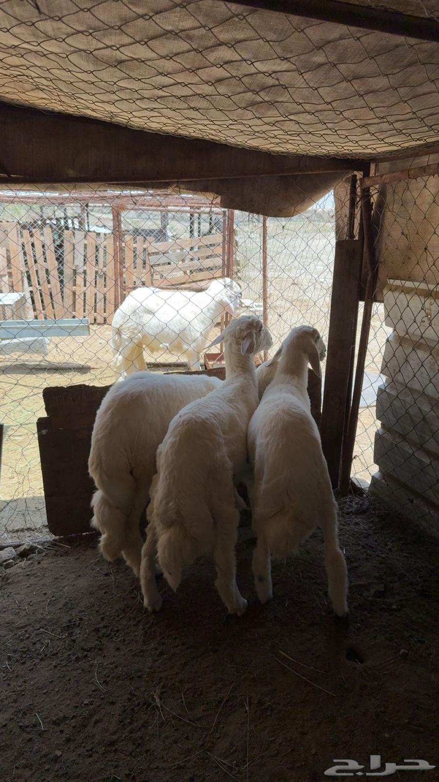 خرفان للبيع64321696441218111