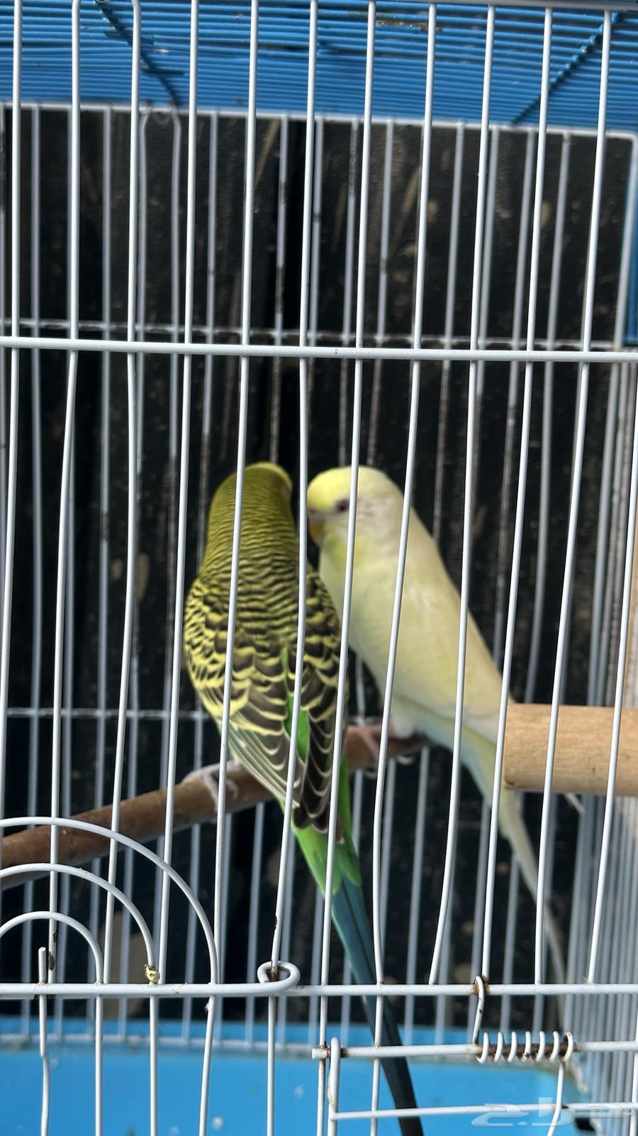 زوج بادجي64343809367553110