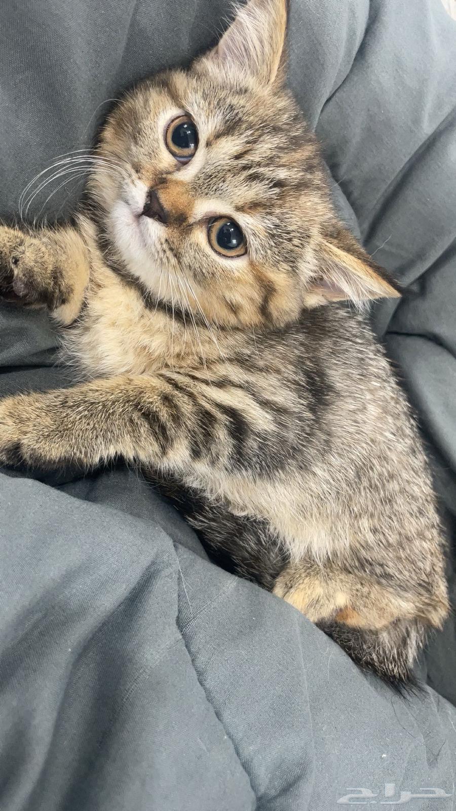 قطه جميله للبيع64337177346818110