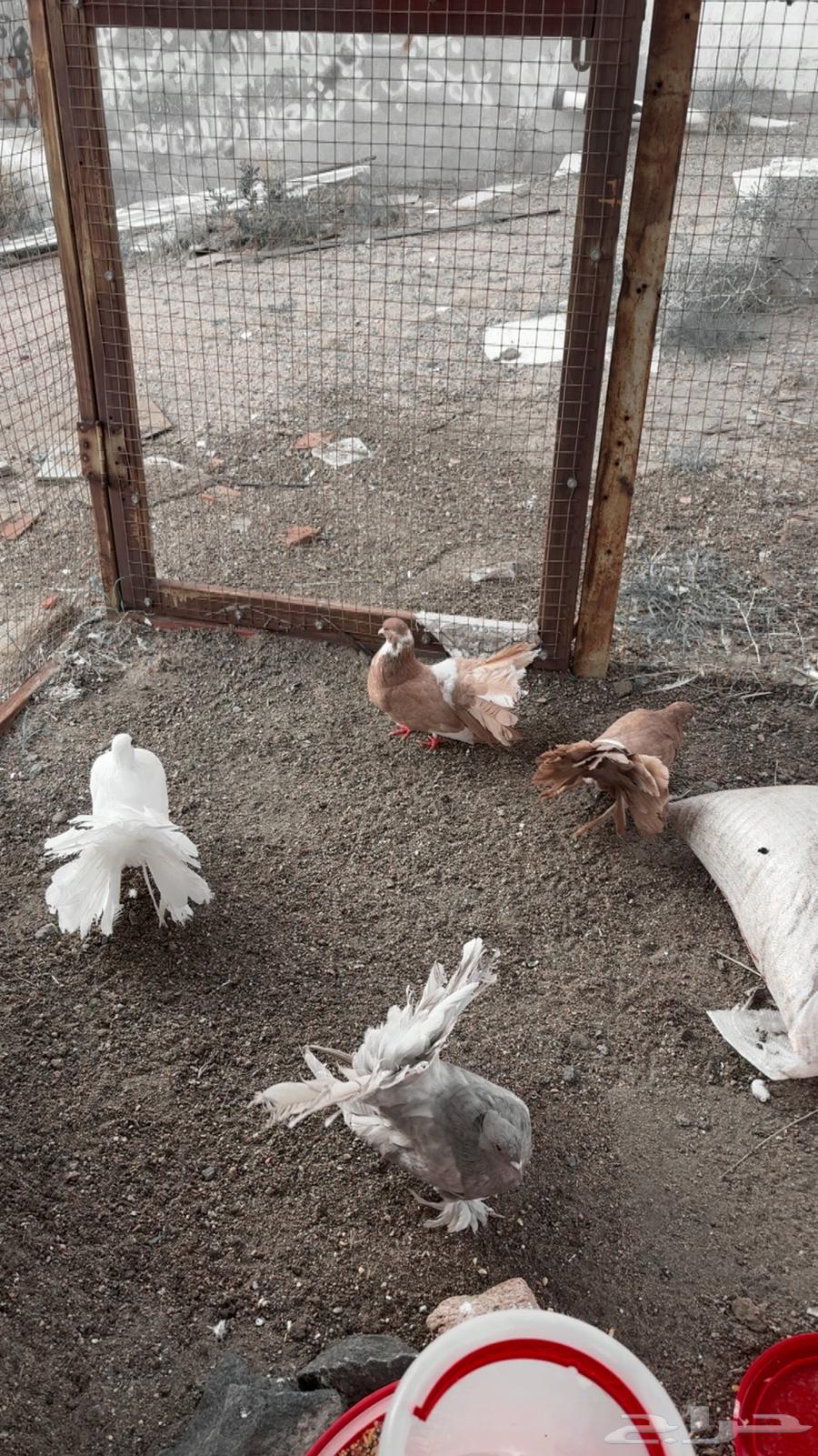 حمام رقاص هندي هزاز منتج64348276215681111