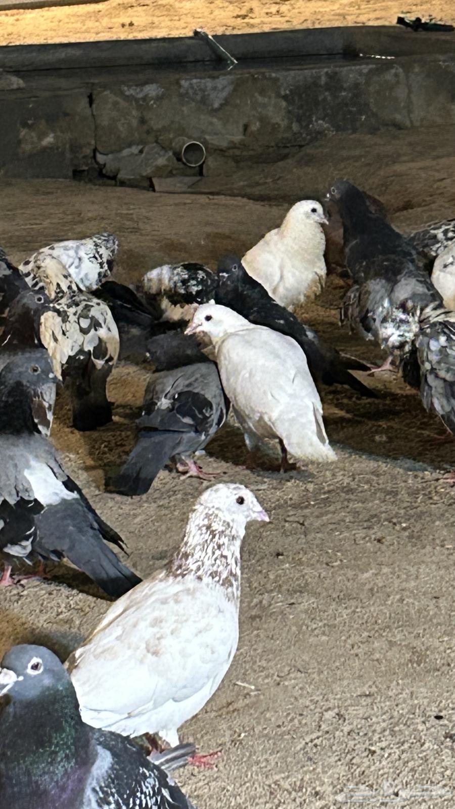 حمام مشاكيل تمم البيع64345165448195112