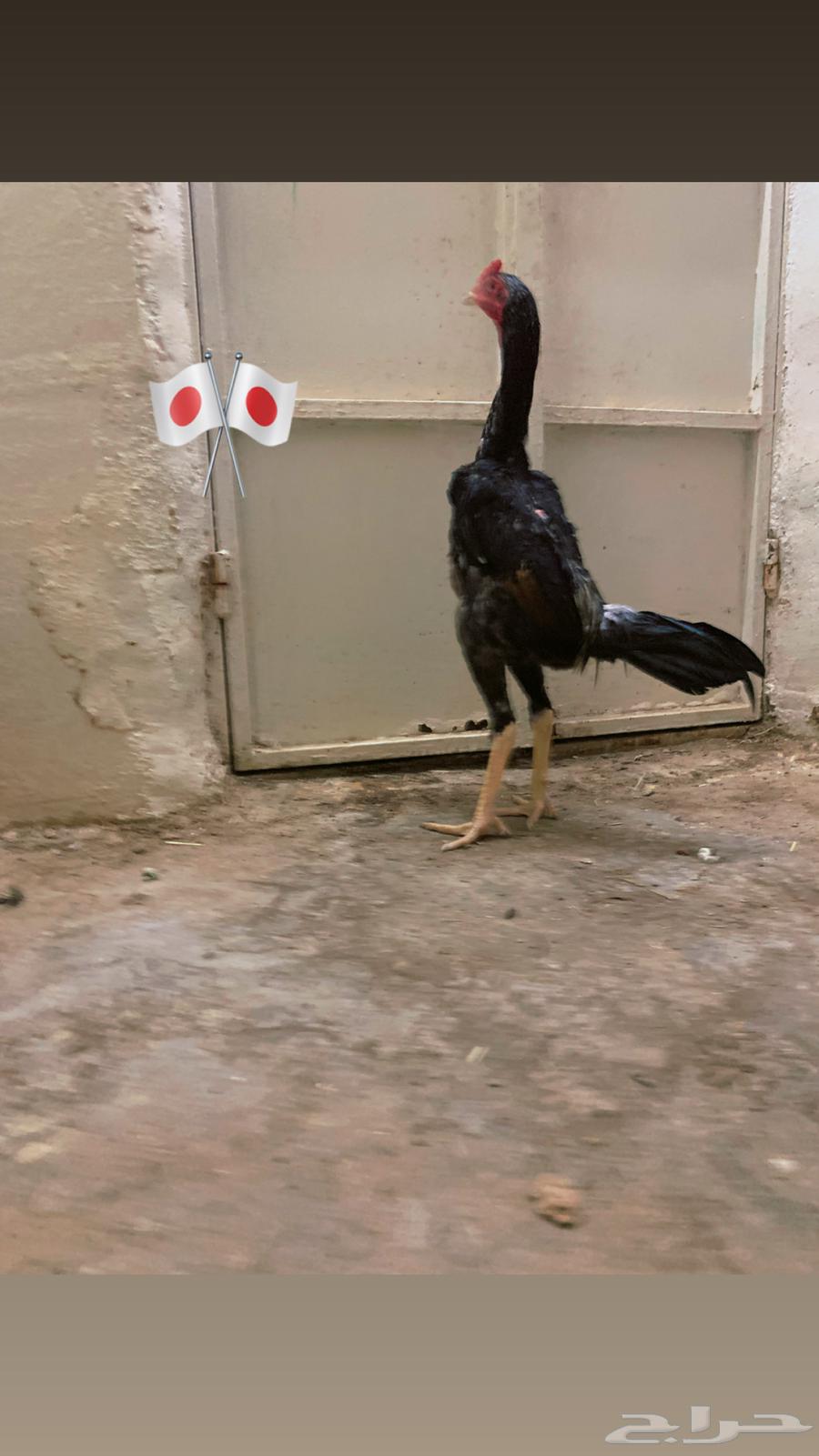 ديك شامو ياباني64345796756609110