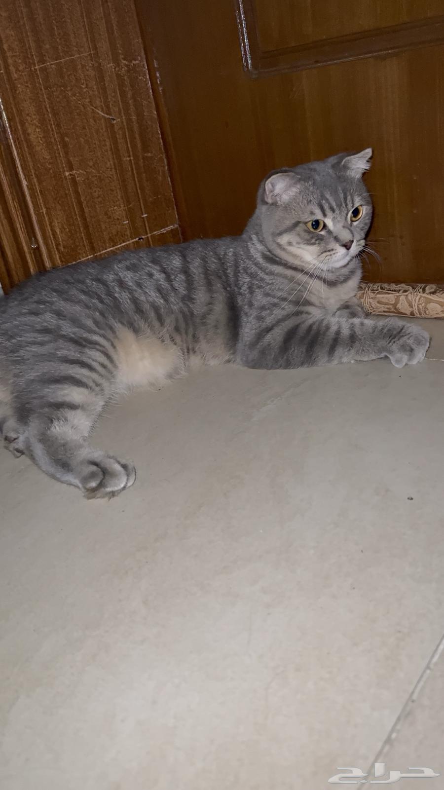 Enough64346295348866111