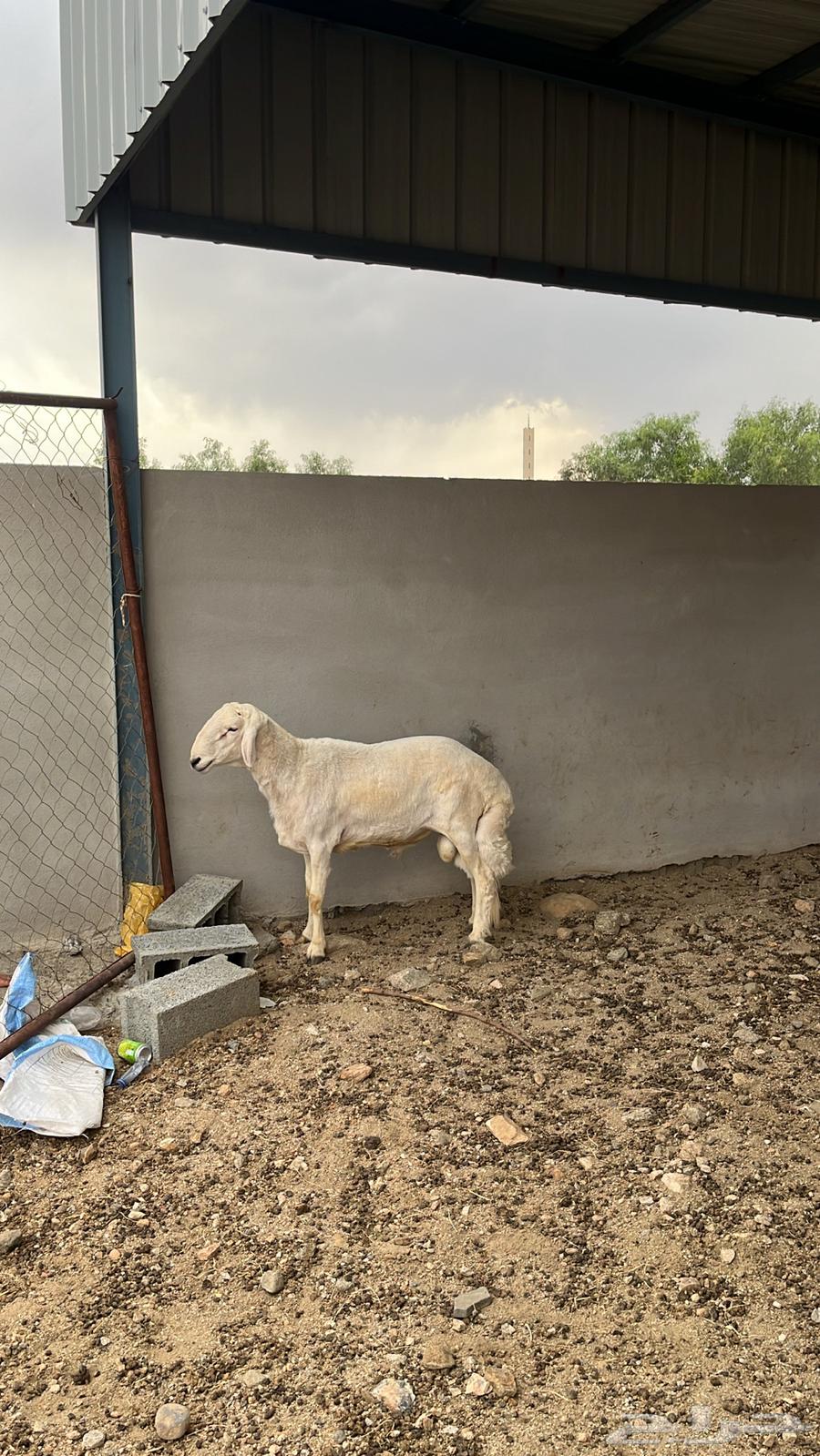 خروف للبيع64344124335363110