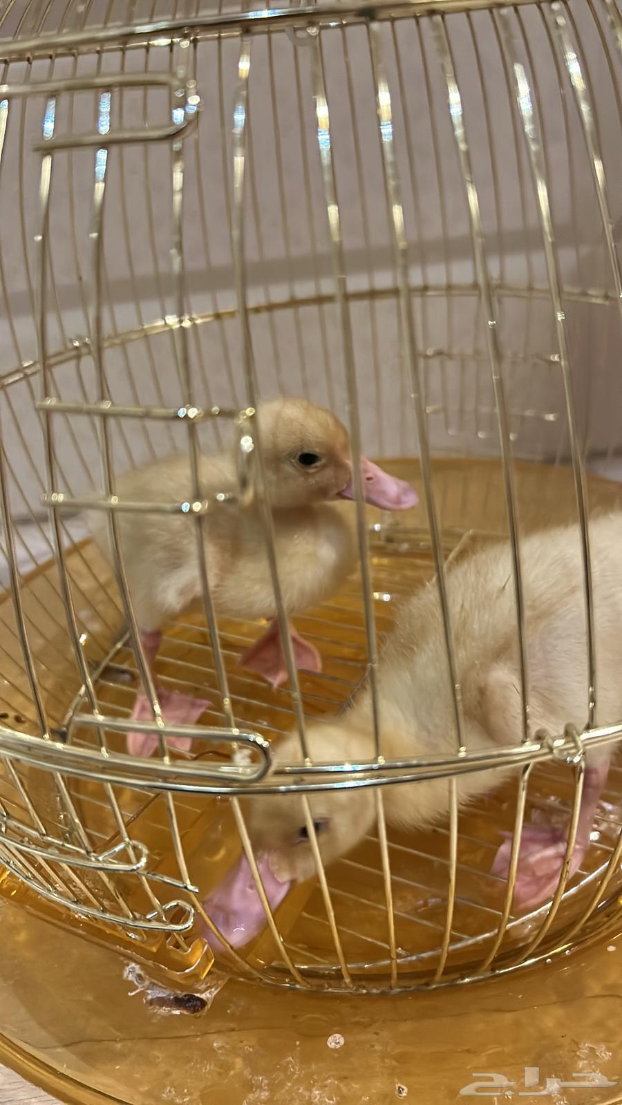 بط .64346473174147114