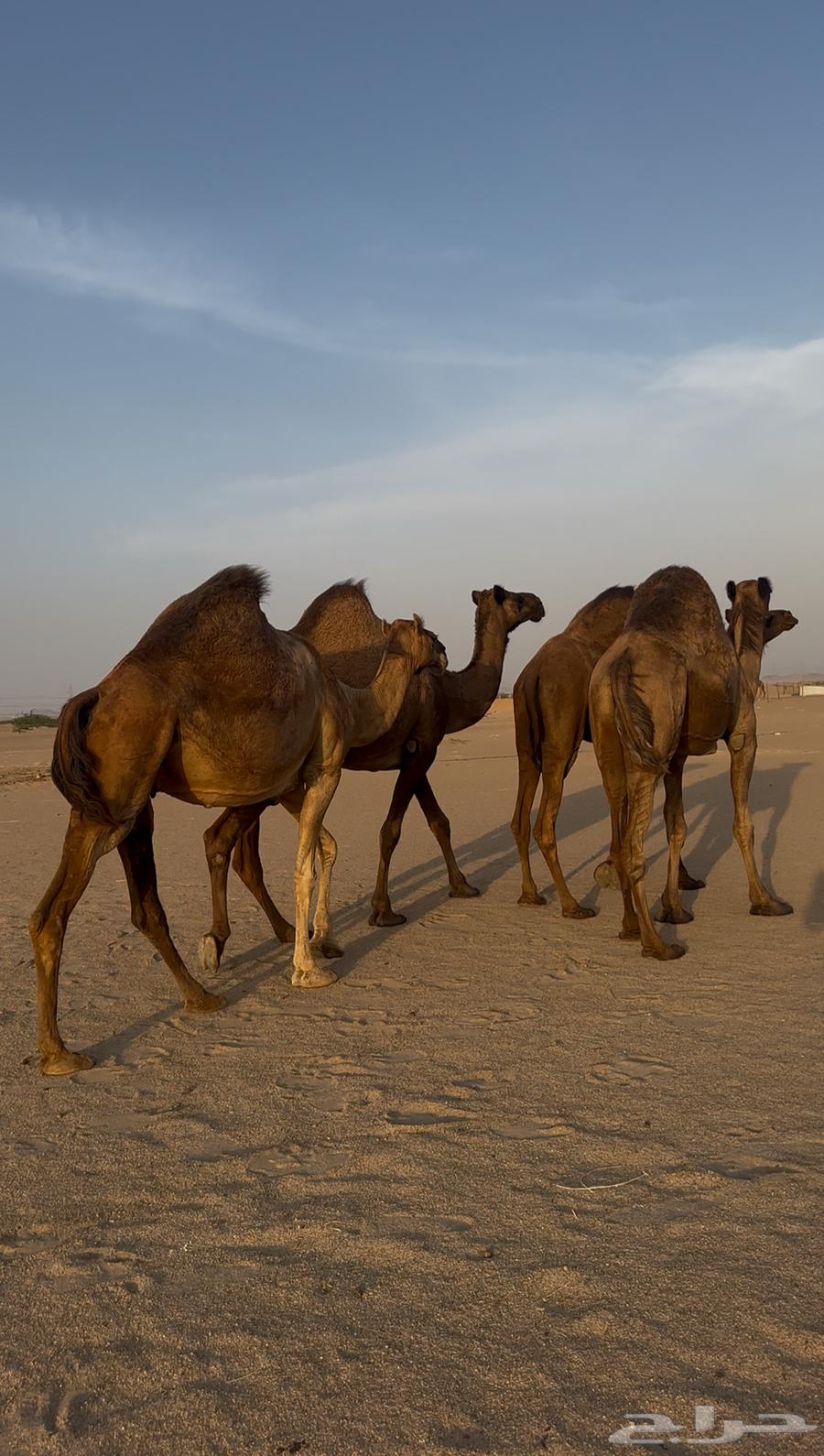 ابل للبيع من 790064344866935681110