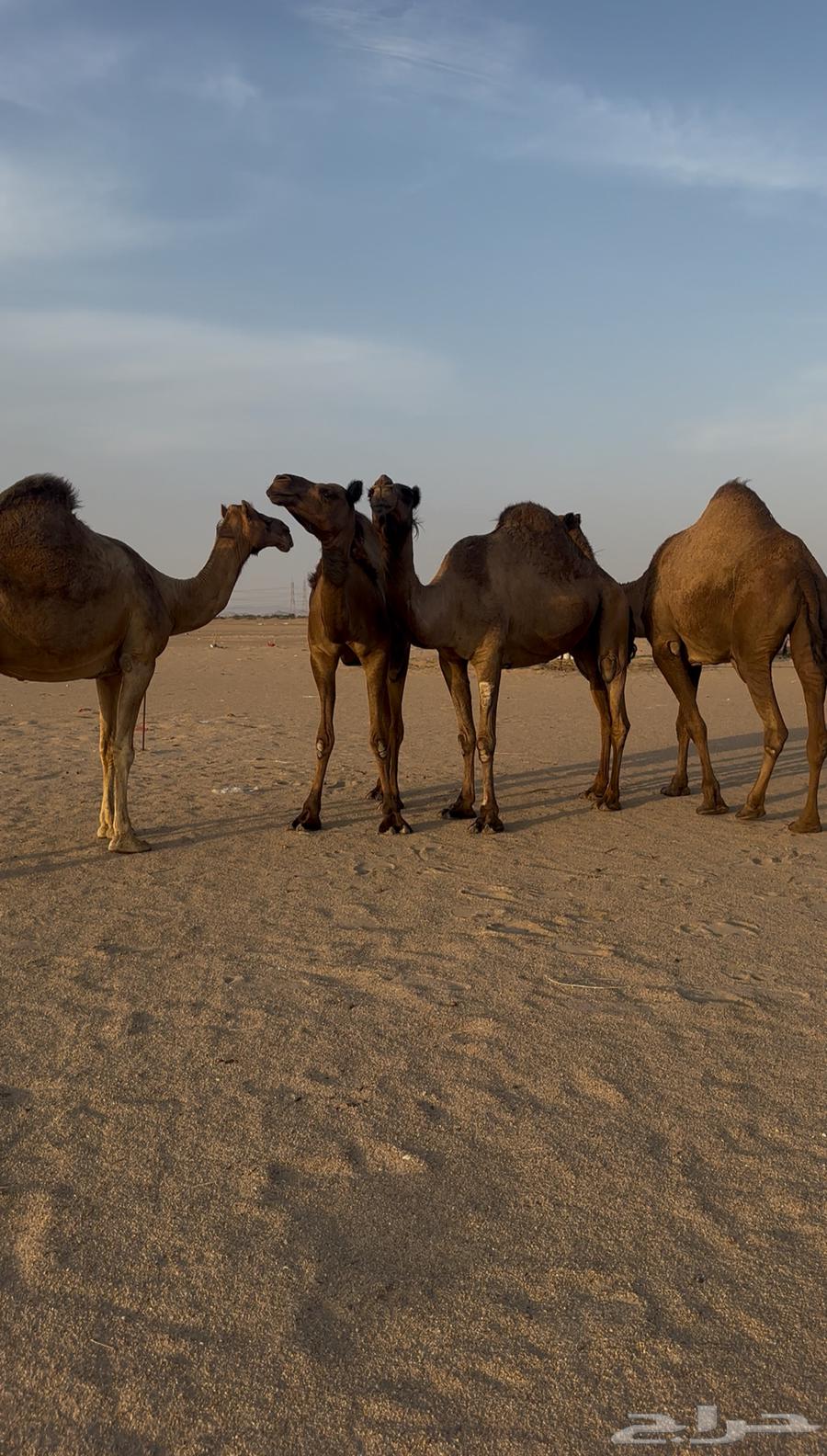 ابل للبيع من 790064344866935681112