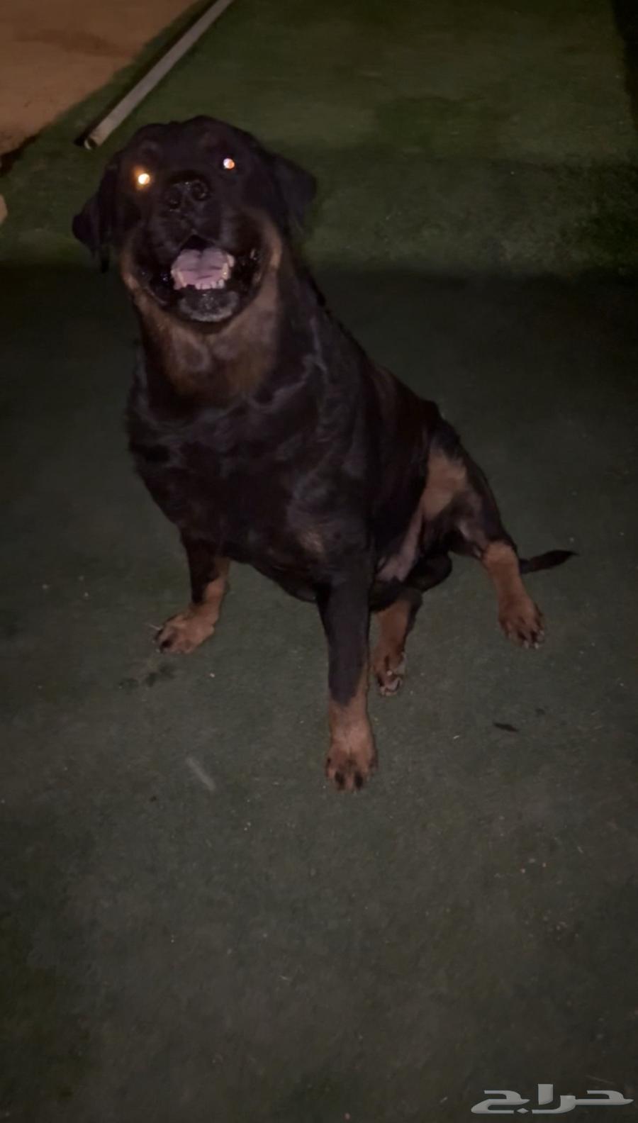 للبيع جوز روت وايلر بيور64348246797186114