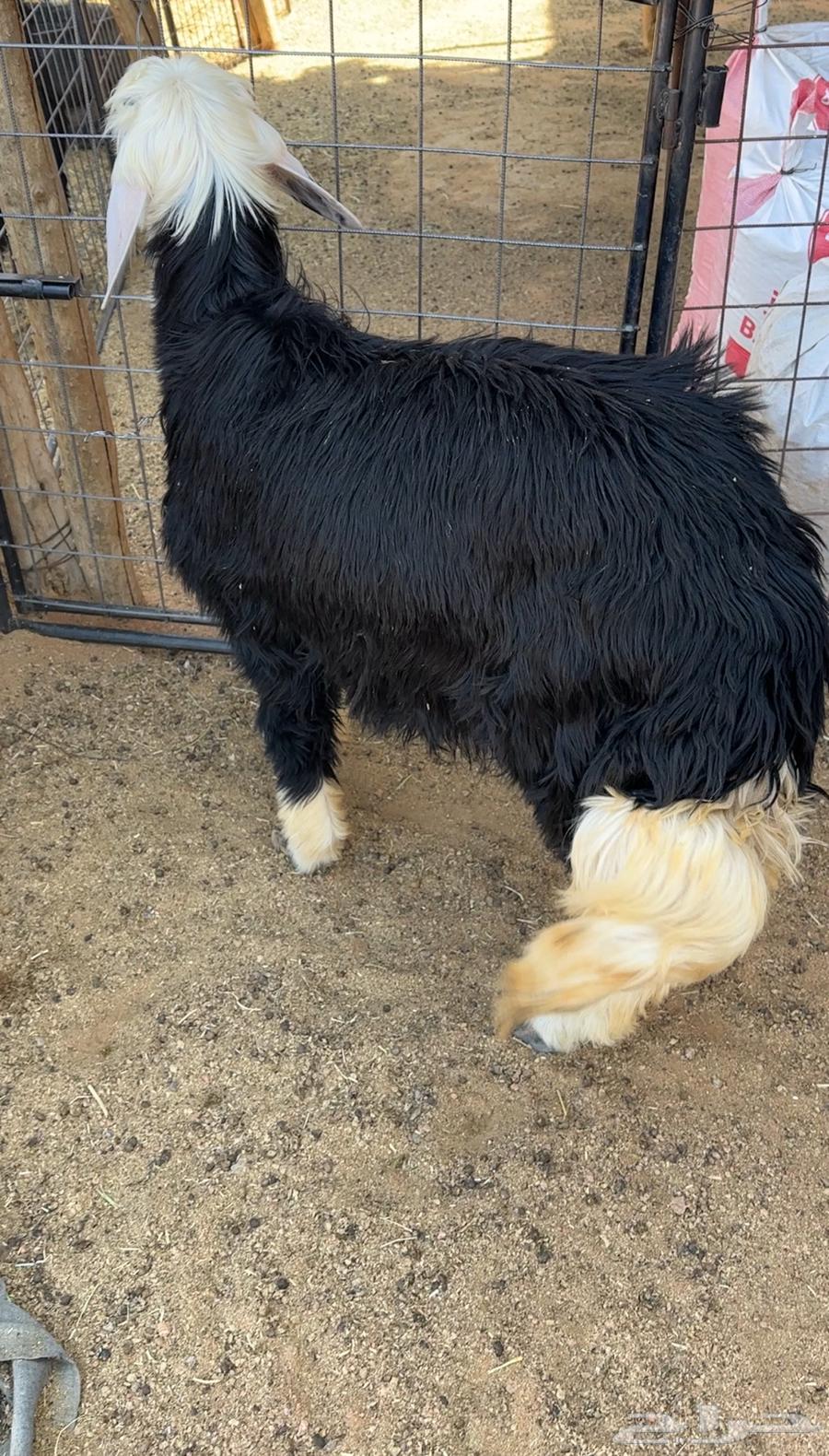 خروف للبيع64344421816833111