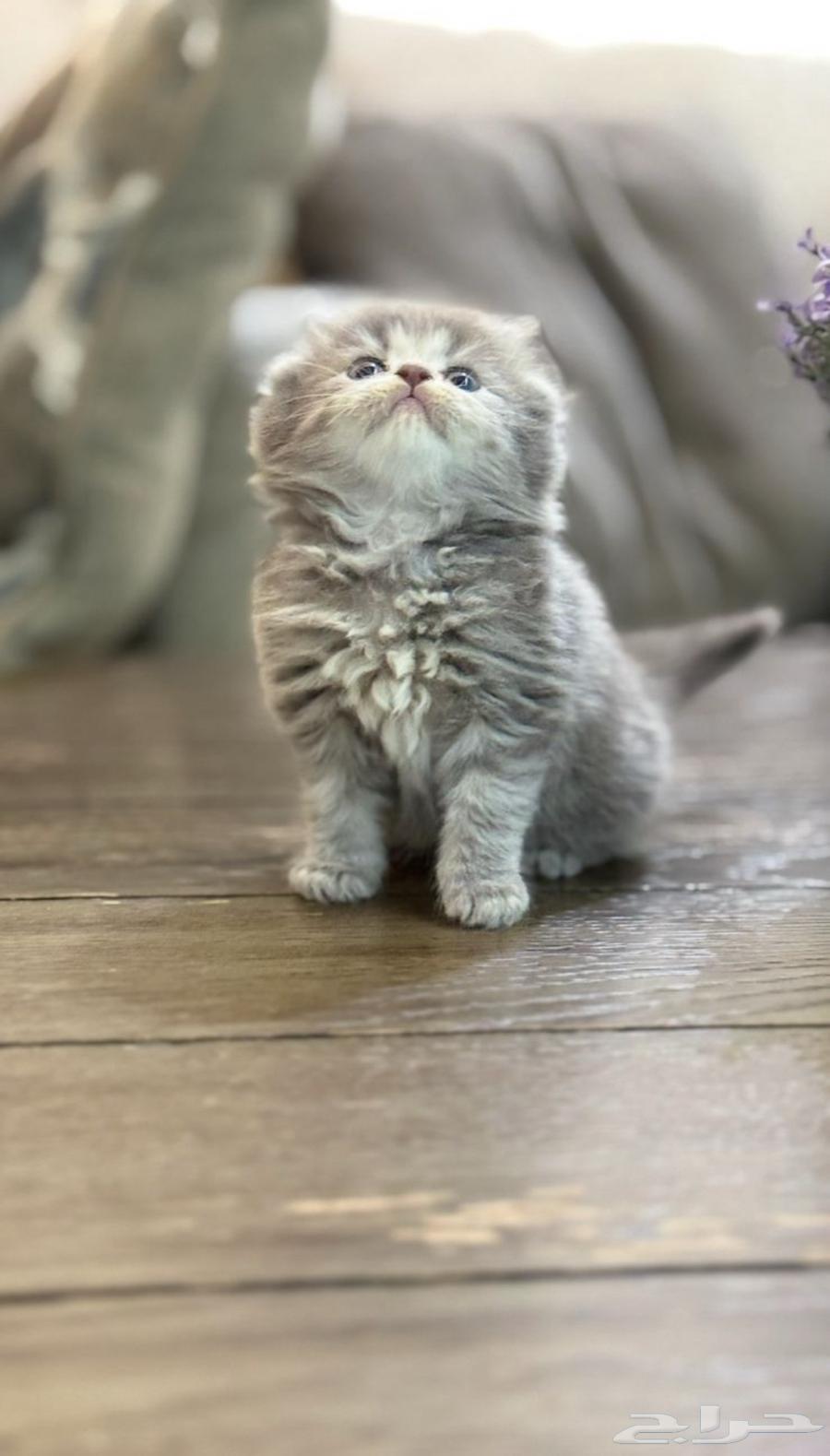 كتن بلو دبل فولد64342142103042112