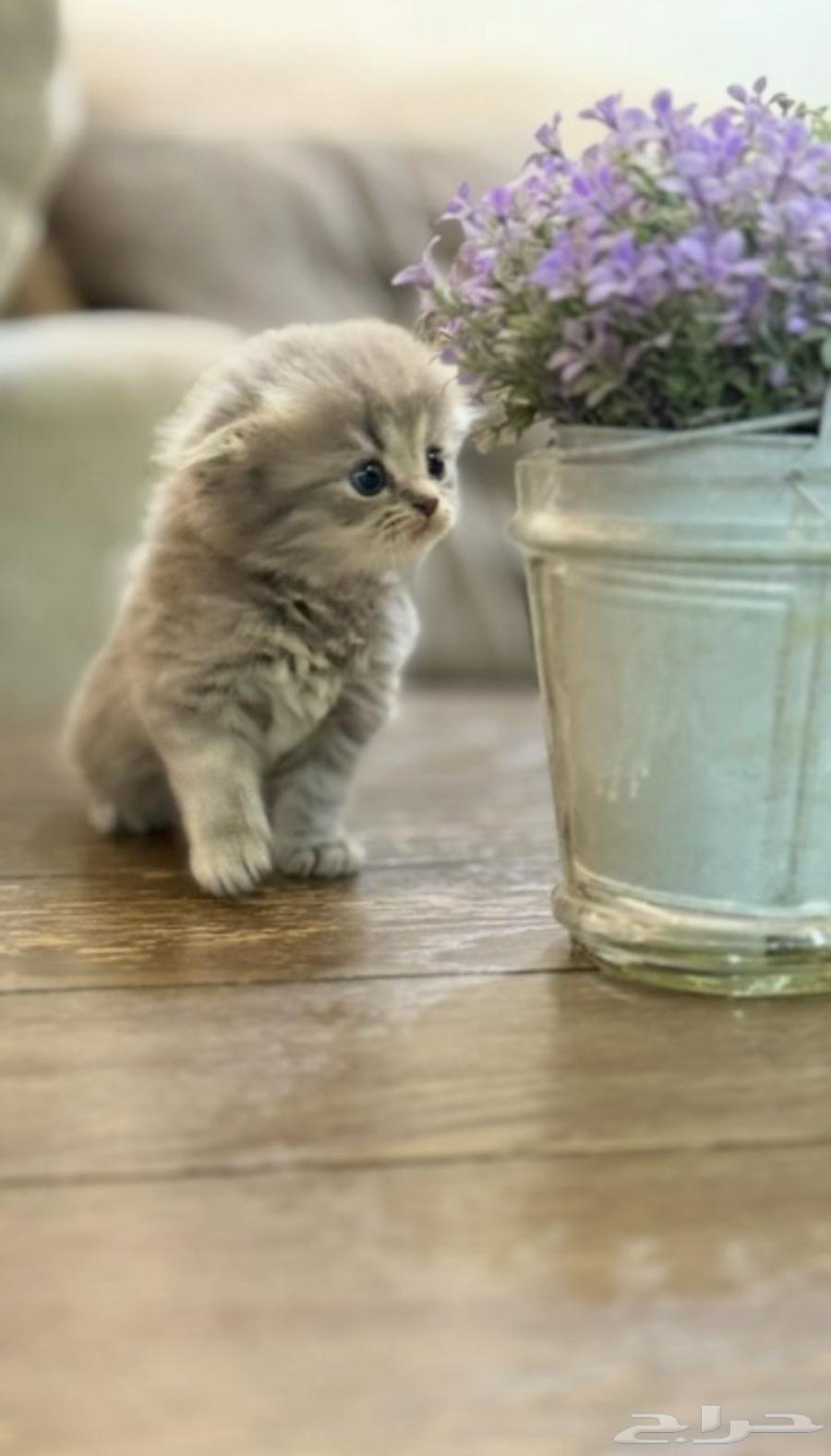 كتن بلو دبل فولد64342142103042111