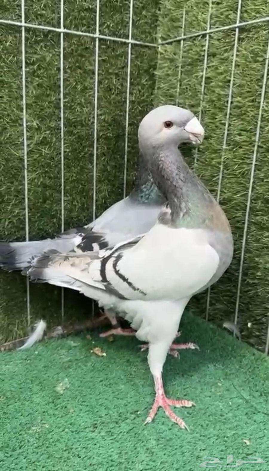 للبيع مجموعة حمام زينه64343177846786111