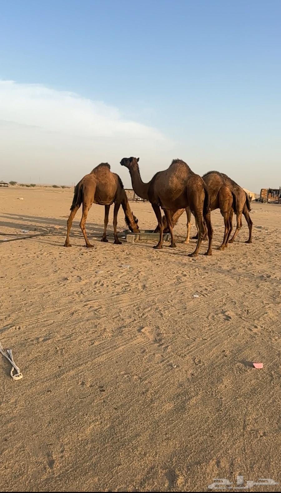 ابل للبيع من 790064344866935681113