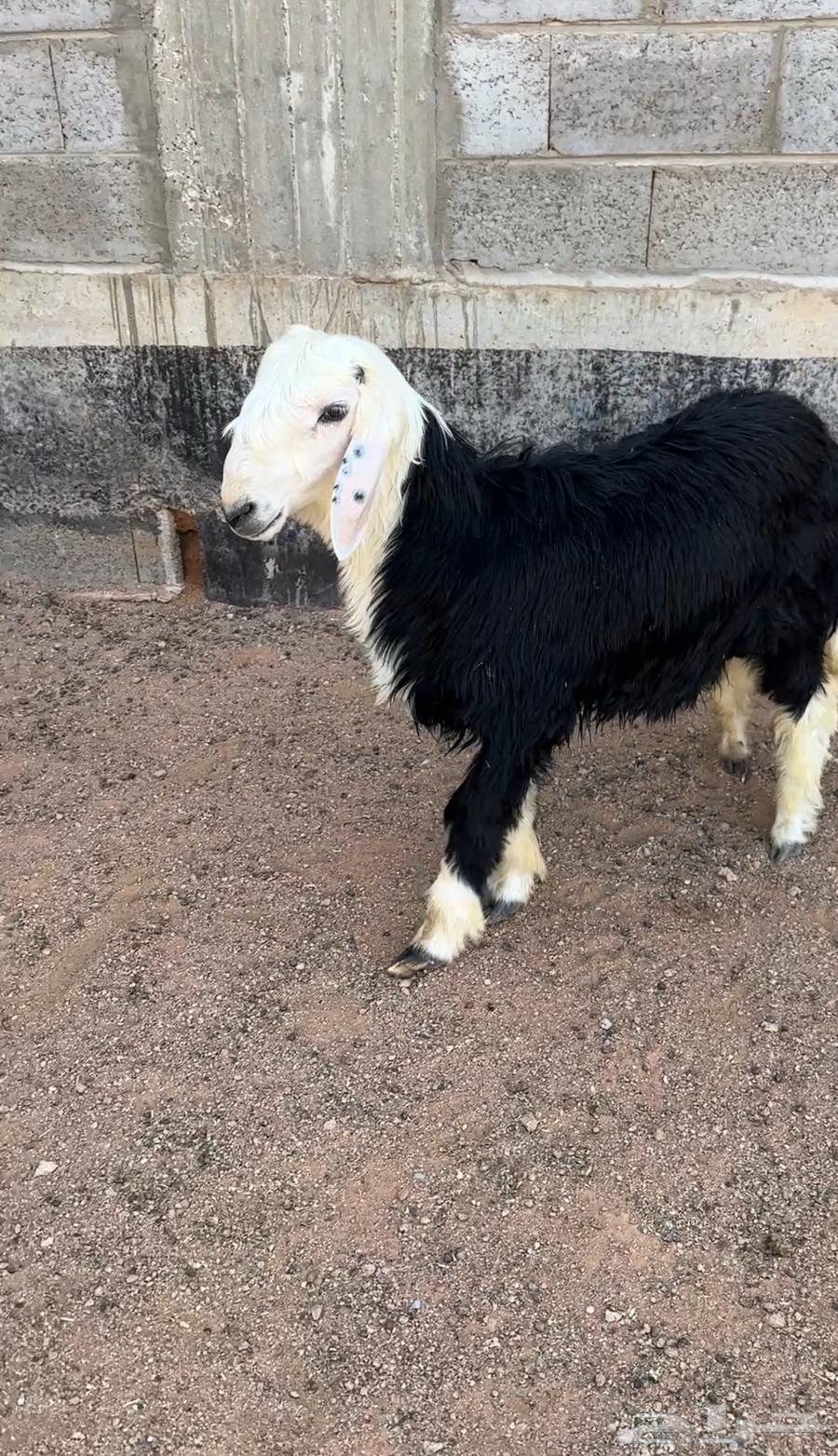 خروف للبيع64344421816833110