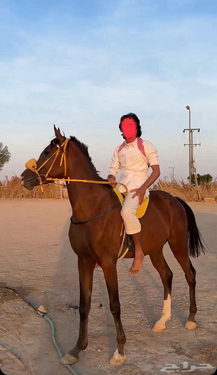 حصان سبوق للبيع64347851761923110