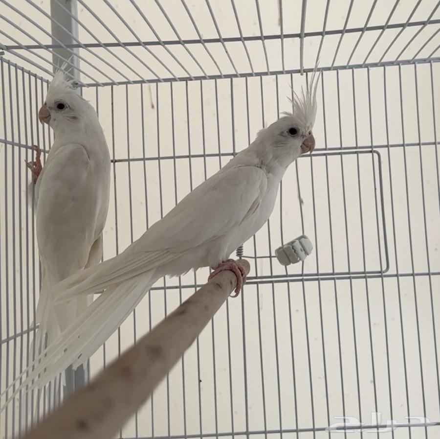 جوزين كروان كوكاتيل64340402021250110